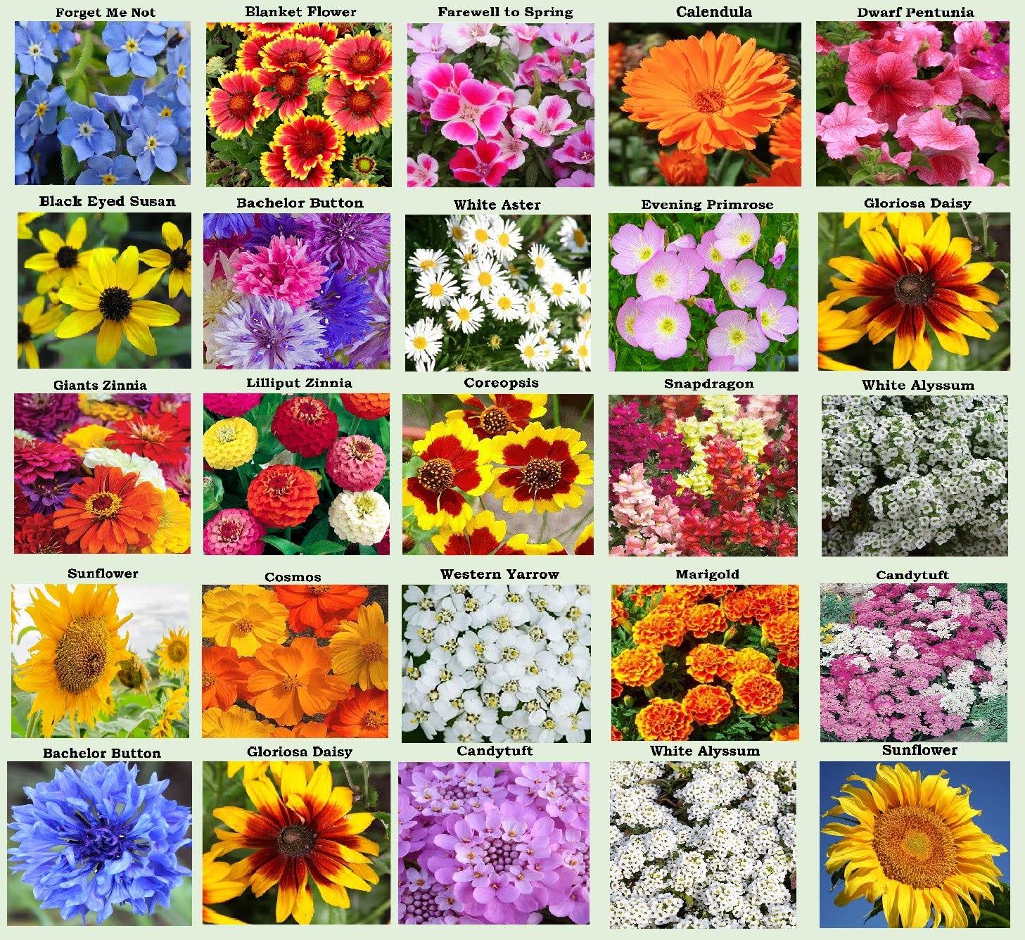 e9034002bcec11628d8eb51d71d657947a41c69272e71eeee6e2df8b656eb5bc.jpg Apexmode 25 Heirloom Flower Seed Packets Including 20+ Varieties Flower Seeds - Forget Me Not Sunflower Marigold Zinnia Lilliput Snapdragon Hummingbir - Image 1