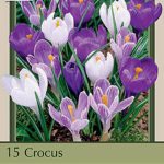 Blue Moon Mix Crocus 20 Bulbs - Blues and Purples - 8/9cm