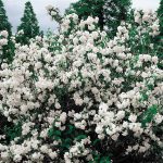 Spring Hill Nurseries Double White Mock Orange Flowering Shrub Bare Root | 06417
