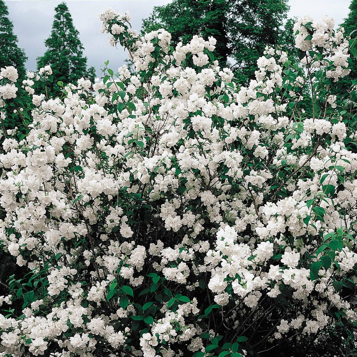e975a671d9f694c045701708b93bf2dd253f5e0ce0dcae8d74053c39009dbd10.jpg Spring Hill Nurseries Double White Mock Orange Flowering Shrub Bare Root | 06417 - Image 1