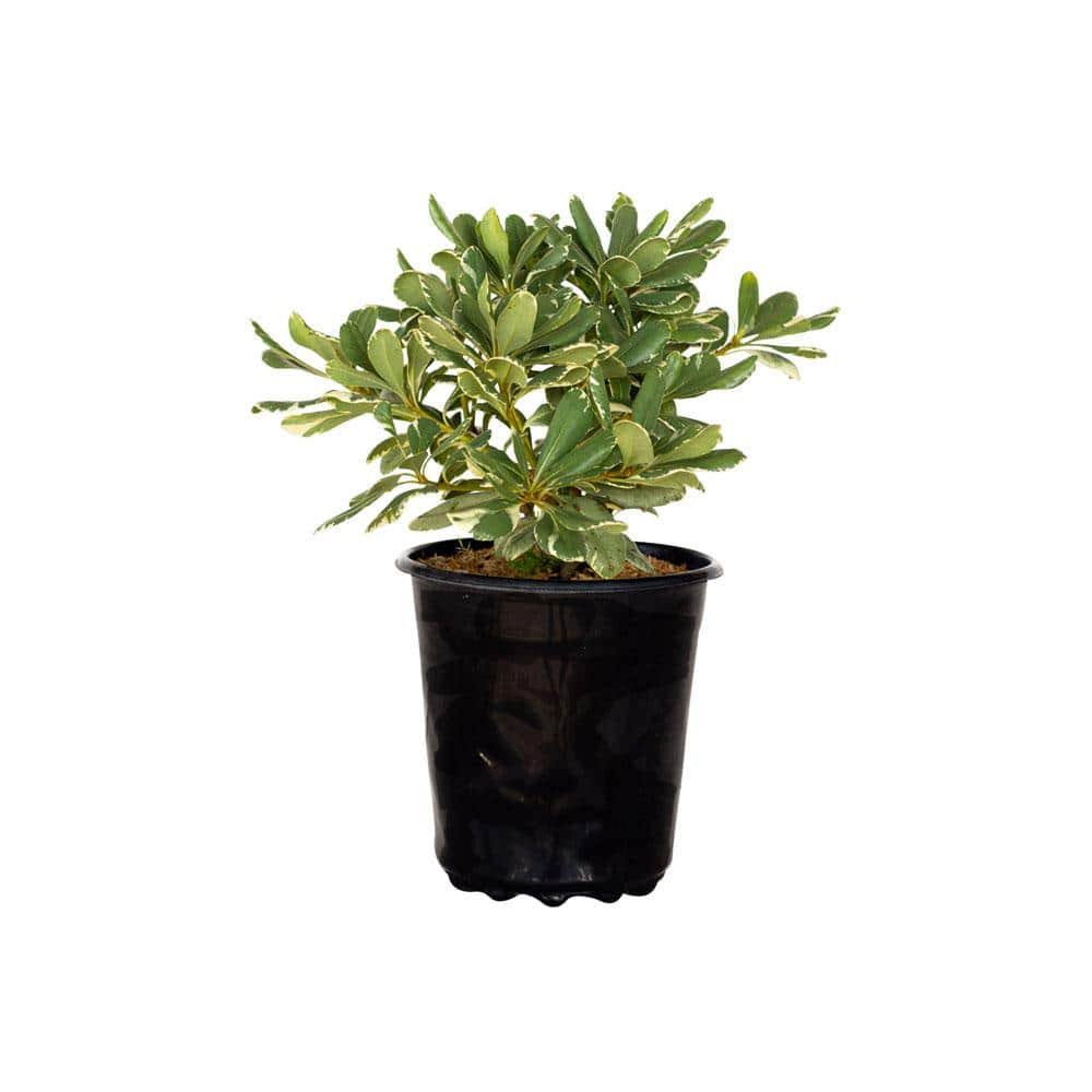 e97bd5fa548b86aa402e0e117da35262726a605f04500c82b4556fc7e0d8ace5.jpg FLOWERWOOD Nursery, Inc 2.5 Qt. Variegated Pittosporum, Live Evergreen Shrub, Green and White Variegated Foliage - Image 1