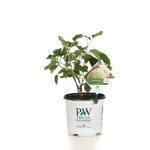 Proven Winners 1 gal. Incrediball Smooth Hydrangea, Live Shrub, Green to White Flowers