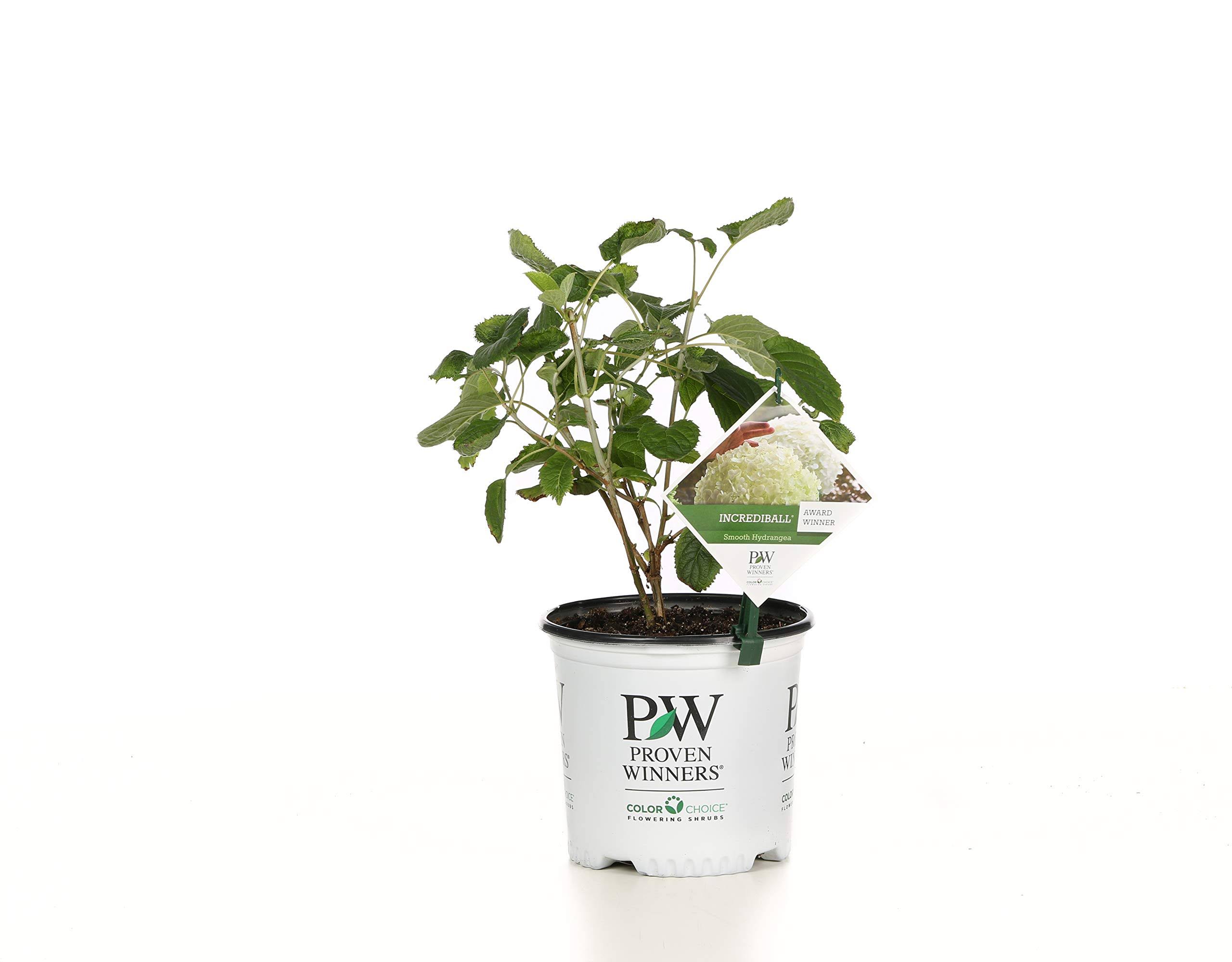ea5ae662b00125e5333d4e7e000044423d10031190b111fe0d5afc16d2f7fbe2.jpg Proven Winners 1 gal. Incrediball Smooth Hydrangea, Live Shrub, Green to White Flowers - Image 1