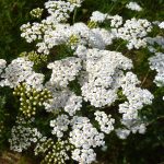 Outsidepride Yarrow Seeds - White Wildflower - 1 lb