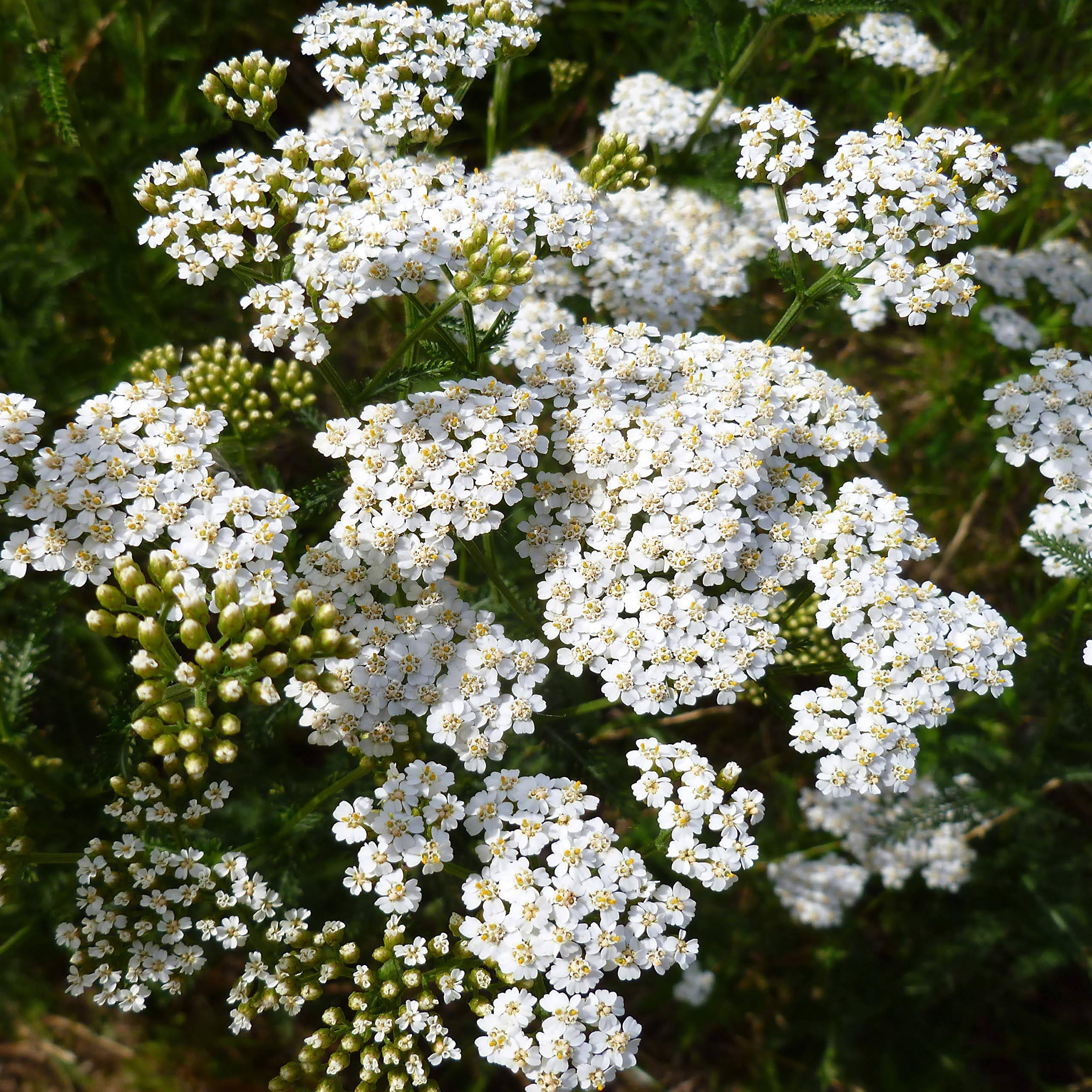 eb446ea38abc186680ffdb50cd9f5d2f399191b08ef9b75c61dcbc61a49f52c3.jpg Outsidepride Yarrow Seeds - White Wildflower - 5000 Seeds - Image 1