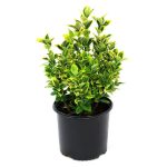 2.25 gal. Euonymus Golden Flowering Shrub with White Blooms