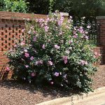 1-2 ft. - Minerva Rose of Sharon Althea Shrub/Bush - A New Flower Color for Your Garden, Outdoor Plant | Brighter Blooms