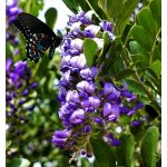 10 Texas Mountain Laurel Sophora Secundiflora Mescal Tree Purple Flower Seeds, Blue