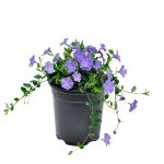 2.5 Qt. Vinca Minor Bowles Mauve