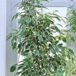 Lowe's Ficus House Plant in 1.75-Gallon (S) Pot | Nursery