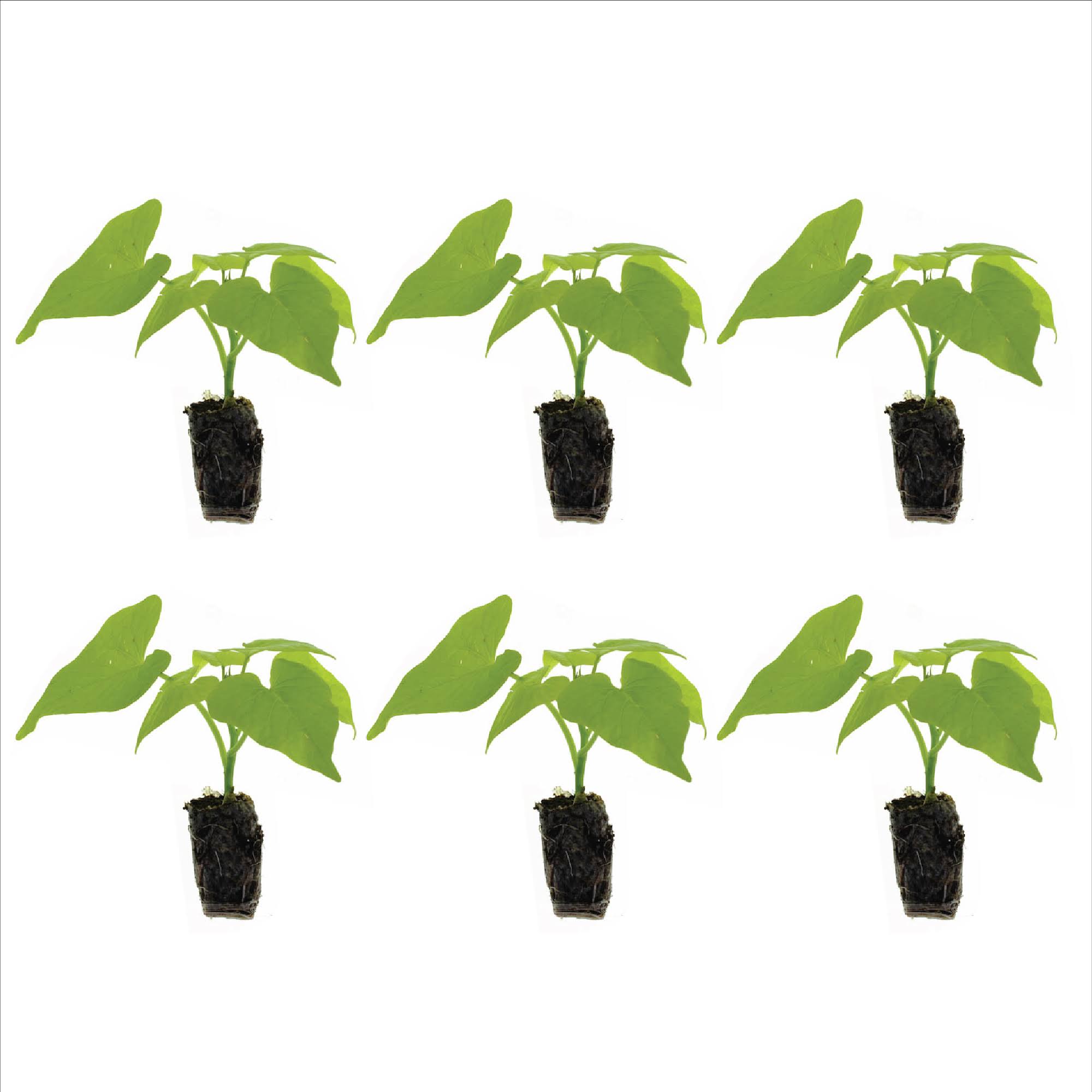 ee9c5a65af746fd5dc823c7b96865e06126e91f9443da3ae3664c2fd8681b68d.jpg Ferry-Morse Plantlings Live Baby Plants 1-3in. Ipomoea Marguerite Sweet Potato Vine, 6-Pack - Image 1