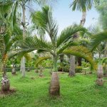 1-2 ft. - Bottle Palm Tree - A Tropical Palm to Treat Your Home or Garden