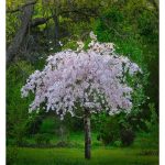 3 ft. Pink Shower Weeping Cherry Tree with Long Flowing Flowering Limb