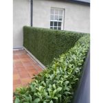 Artificial Boxwood Hedge (Set of 12) Ebern Designs Color: Dark Green