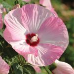 Outsidepride Hibiscus Luna Pink Swirl Flower Seeds - 20 Seeds