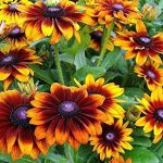 300+ Gloriosa Daisy Rudbeckia Hirta Flower Seeds, Black-Eyed Susan, Biennial, Beautiful! from USA