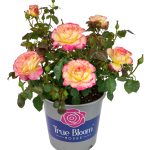 True Bloom by Altman Plants 8qt True Sincerity Live Rose
