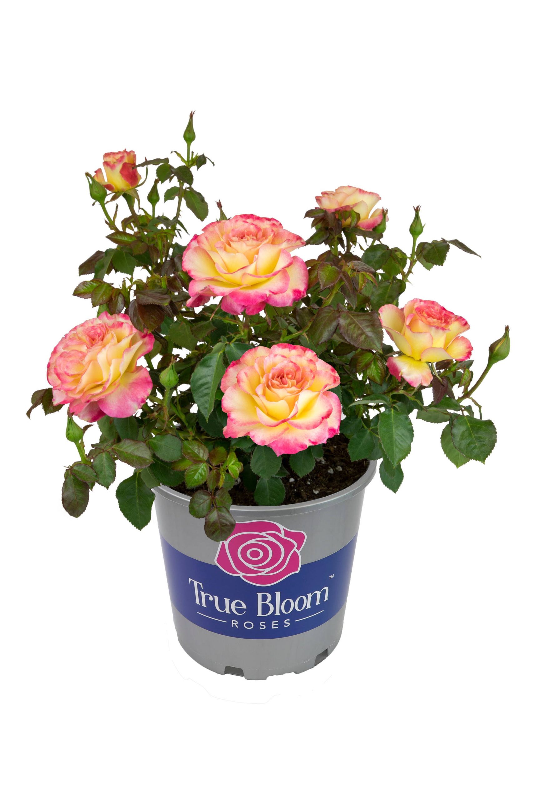 f01c2c5e1061ae2ad7965a01dfb9d49abb92e2a52ce5977ea1f3a58ea9b0775a.jpg True Bloom by Altman Plants 8qt True Sincerity Live Rose - Image 1