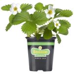 Bonnie Plants Strawberry, Live Plant, 19.3 oz.