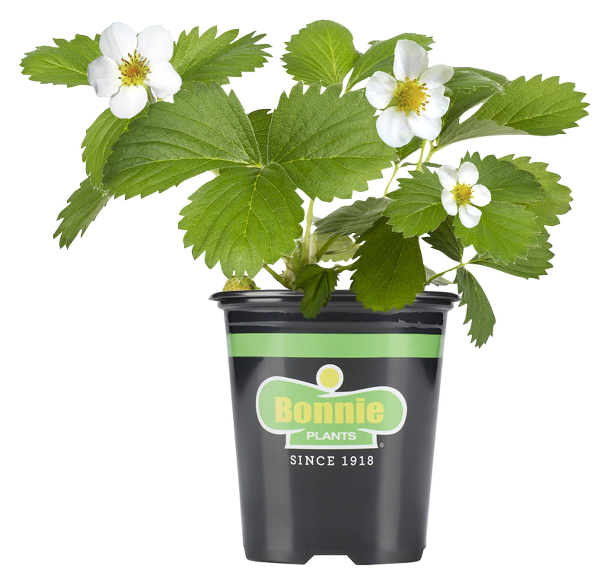 f02c68d1db7623de75bf9178964e3809d050e56868eee9186f8ebdeb453ca27b.jpg Bonnie Plants Strawberry, Live Plant, 19.3 oz. - Image 1