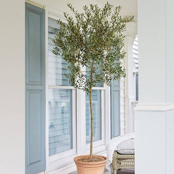 Brighter Blooms - Arbequina Olive Tree, 1-2 ft. - No Shipping to AZ