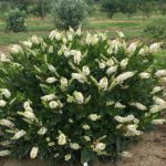 GreenPromiseFarms Clethra `SUGARTINA CRYSTALINA` (Summersweet) Shrub, 3 Size Container, White Flowers