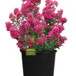 2.25 gal. Crepe Myrtle Enduring Fuchsia Shrub with Pink Flowers