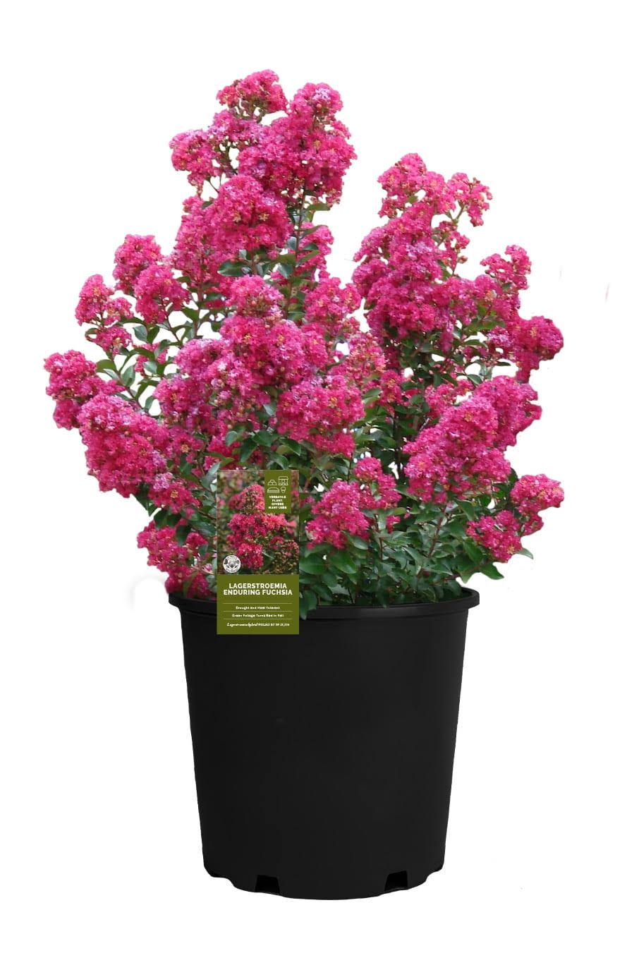 f15db8985a3eb63ad0fc6d1ed4e942af31ac913dc5ac73be110ae258745b03e6.jpg 2.25 gal. Crepe Myrtle Enduring Fuchsia Shrub with Pink Flowers - Image 1
