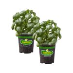 Bonnie Plants 19.3 oz. Sweet Basil, 2-Pack
