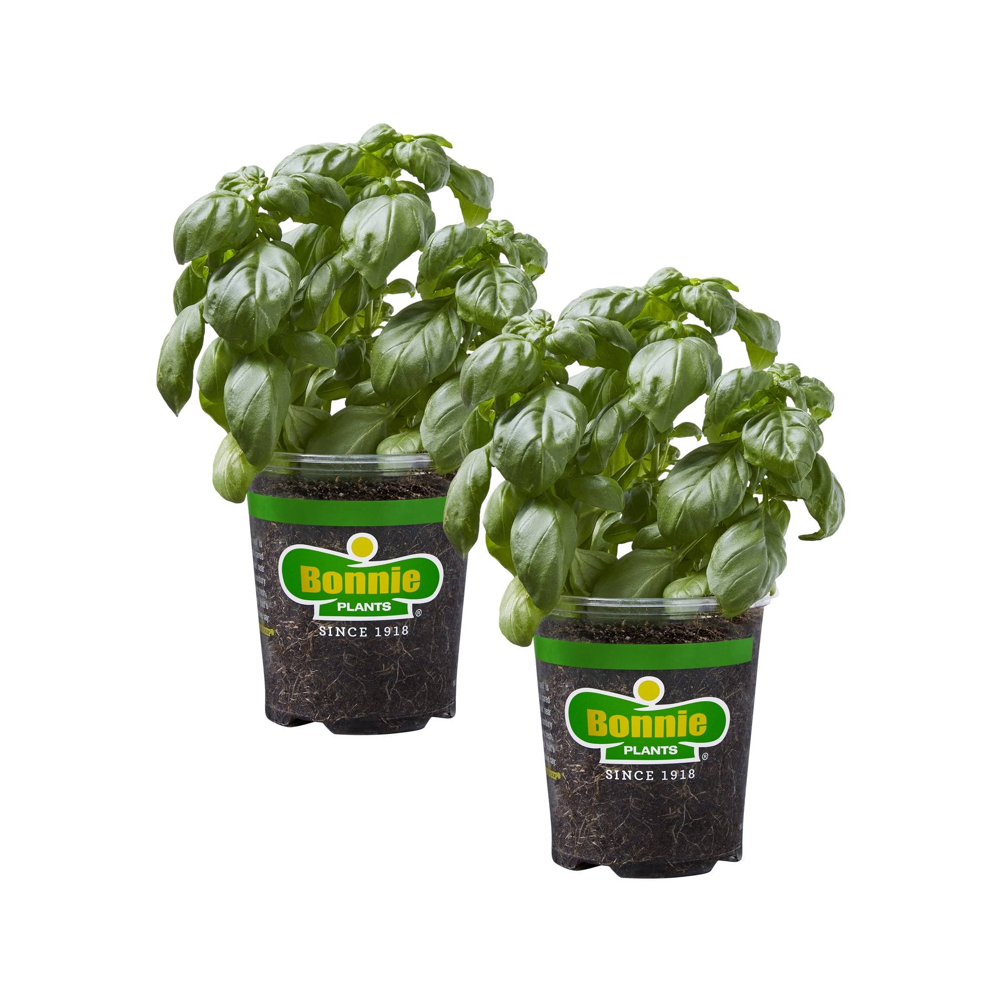 f1bede2c613e0a612edc28204ca1bededa0299eb1eaac6d2fddf2e454c6a3e41.jpg Bonnie Plants 19.3 oz. Sweet Basil, 2-Pack - Image 1