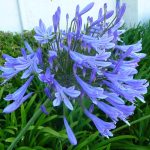 Agapanthus Africanus 'Lily of The Nile' - 30 Live Plants - 2" Pot Size - Blooming Groundcover