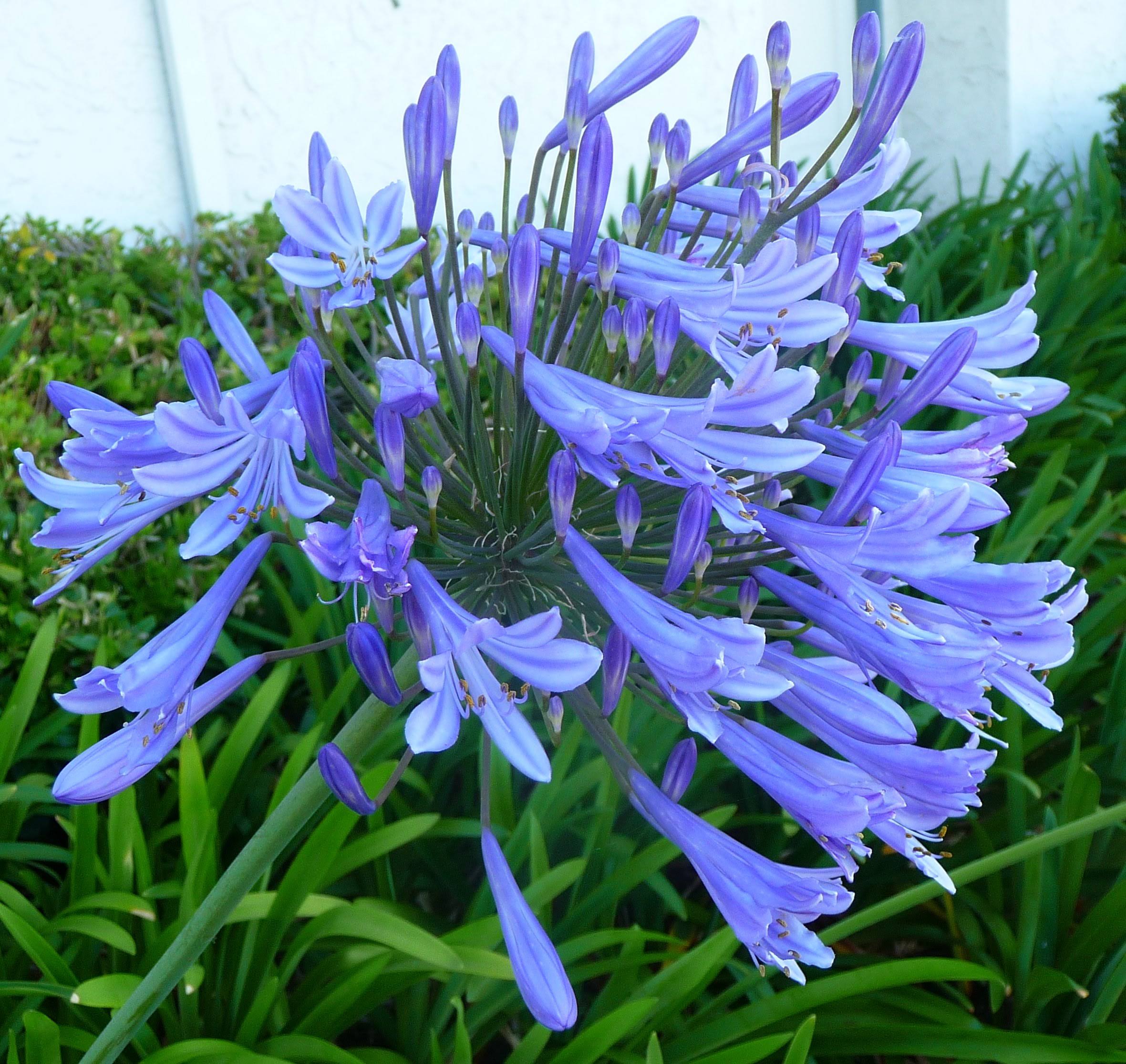 f1eb448a9331978a9b36cf79ac97c5d3da2b3e5da000a1730fe09525b349bd53.jpg Agapanthus Africanus 'Lily of The Nile' - 10 Live Plants - 2" Pot Size - Blooming Groundcover - Image 1