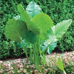 Gardens Alive! 1-Pack Upright Elephant Ear Bulbs | 63012