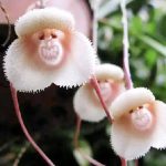 YEGAOL Garden Monkey Face Orchid Seeds 10pcs Flower Seeds Dracula Simia Seeds Perennial Non-GMO Fragrant Indoor Potted Plant