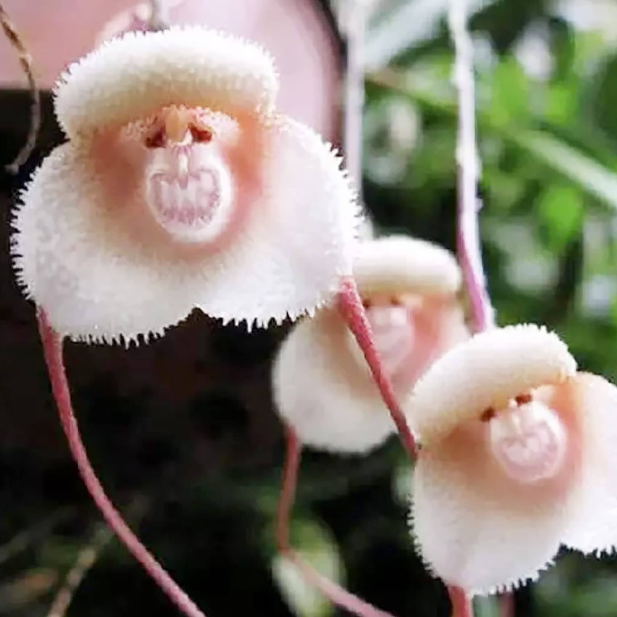 f3157f1919e85391c02fd2b2659a6a329fe5ec19f8a8dd7a645e0dc901b5ea72.jpg YEGAOL Garden Monkey Face Orchid Seeds 10pcs Flower Seeds Dracula Simia Seeds Perennial Non-GMO Fragrant Indoor Potted Plant - Image 1