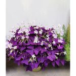 VGENKD 12pcs Purple Shamrocks Bulbs Good Luck Plant, Purple Oxalis Bulbs for Planting Grows Indoor or Outdoor, Oxalis Triangularis Bulbs The Novice