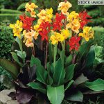 Van Zyverden Cannas Giant Tall Mixed Set of 12 Bulbs