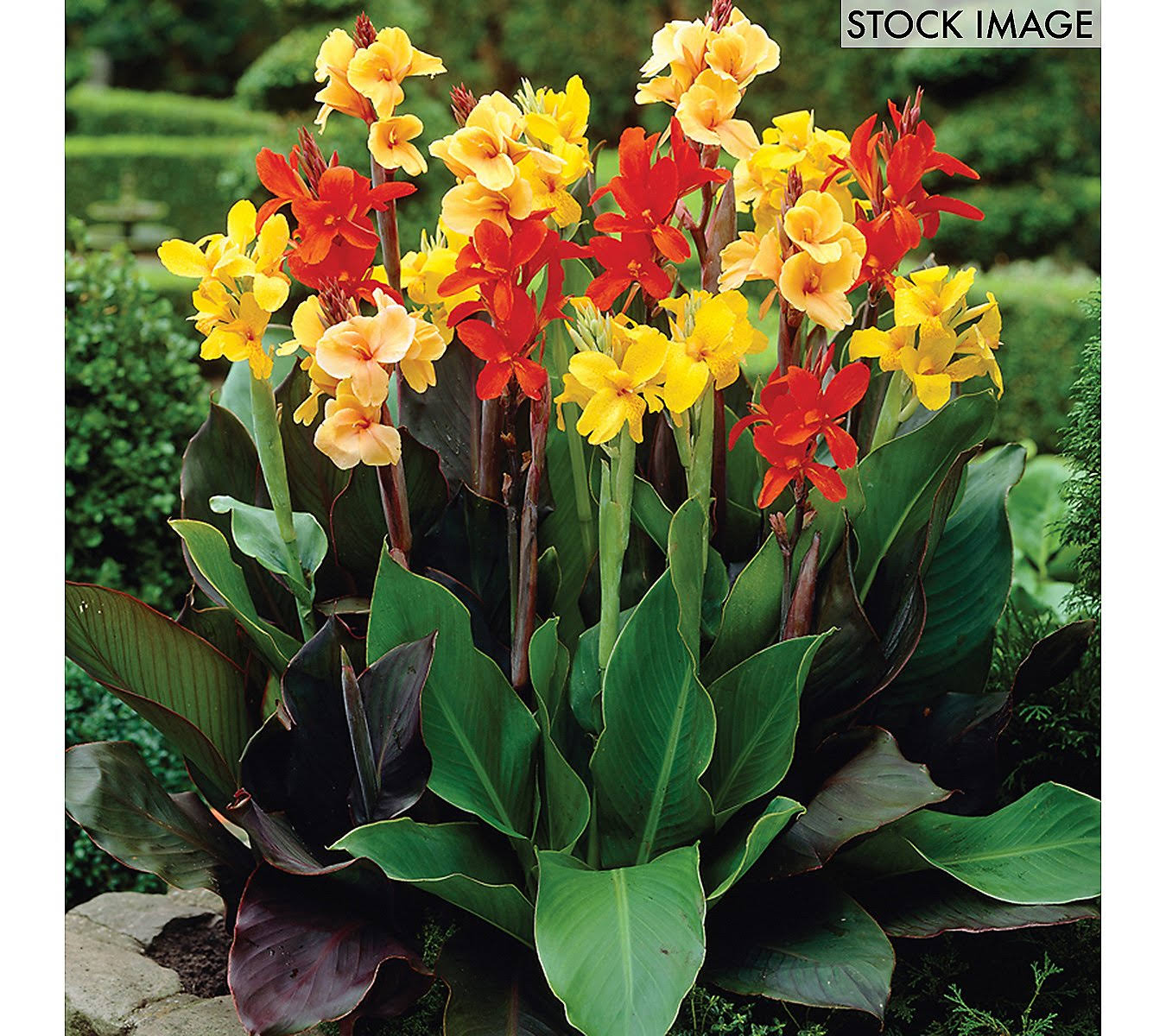 f4abd6dd3f968f81c2fabca95d9cec070c5dfb11735b20111f8dafbd5ab91bbb.jpg Van Zyverden Cannas Giant Tall Mixed Set of 12 Bulbs - Image 1