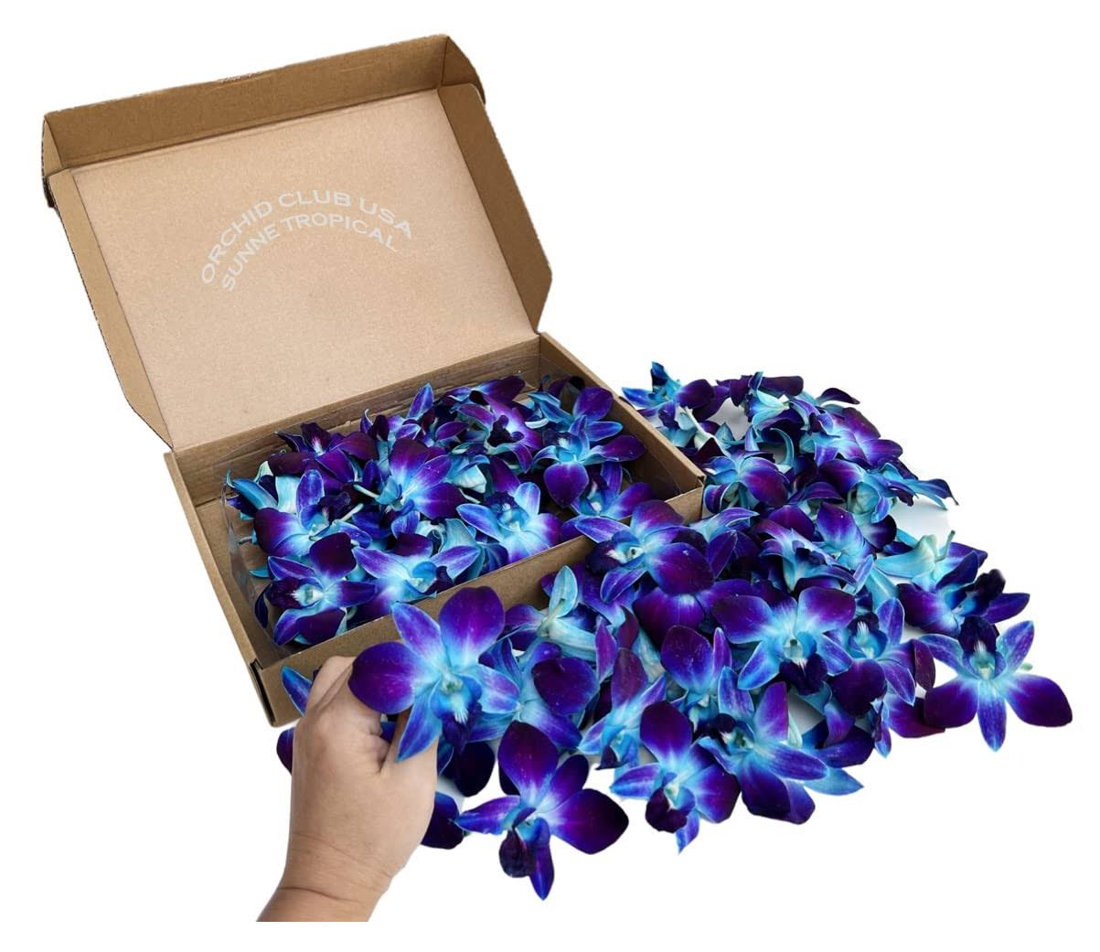f570d7edb4cfdf19f903d0705ef2c4ed72debff78a864ba2b2626c90982cda33.jpg 100 Blue Sonia Dyed Fresh Cut Dendrobium Orchid Loose Bloom - Image 1