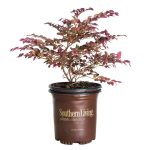 2.5 Qt. Purple Daydream Dwarf Loropetalum, Evergreen Shrub with Purple