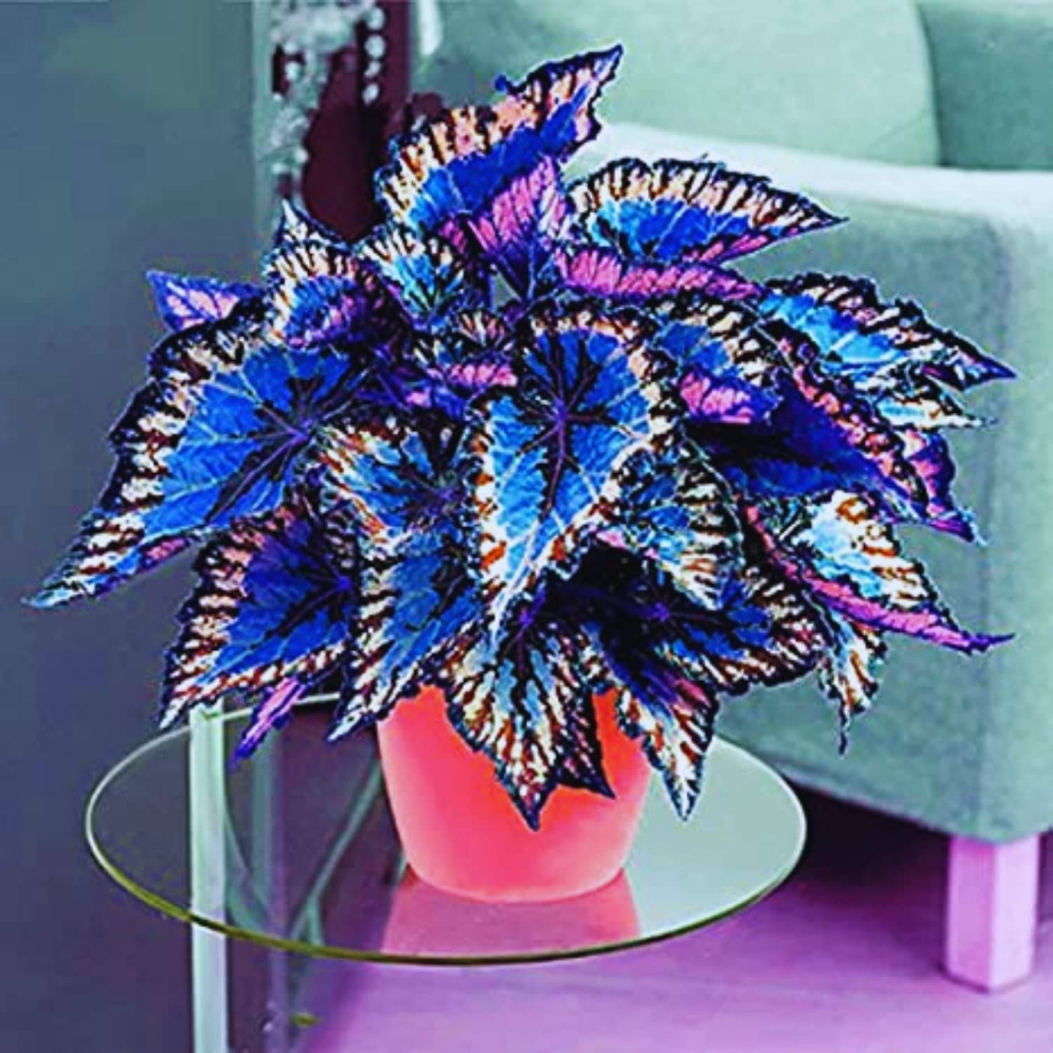 f58d8a6d2ba3eefcb99341789cff499378f61968875cb1c8af85ee00827303d7.jpg Mix Coleus Seeds for Planting, 100 Beautiful Coleus Flower Seeds - Image 1