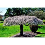 3 ft. Snow Fountain Weeping Cherry Tree with Snow White Cascading Flowers