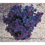 1 gal. Concorde Barberry Shrub with Deep Maroon Foliage and Compact Si