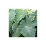 2 Elephant Ear Colocasia Esculenta (Bulbs Size 5 7) Give Your Garden A Tropical Look.
