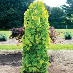 2-3 ft. - Golden Falls Redbud Tree - Elegant, Upright Weeping Redbud | Brighter Blooms