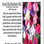Big Pack - Sweet Pea Sweetpea Flower Seed 400 Lathyrus Odoratus Flower Seeds - Heirloom Mix Very Fragrant Blooms - Red Salmon Pink Lavender - Non-g