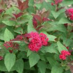 Proven Winners Double Play Doozie Spiraea qt | SPIPRC1117800