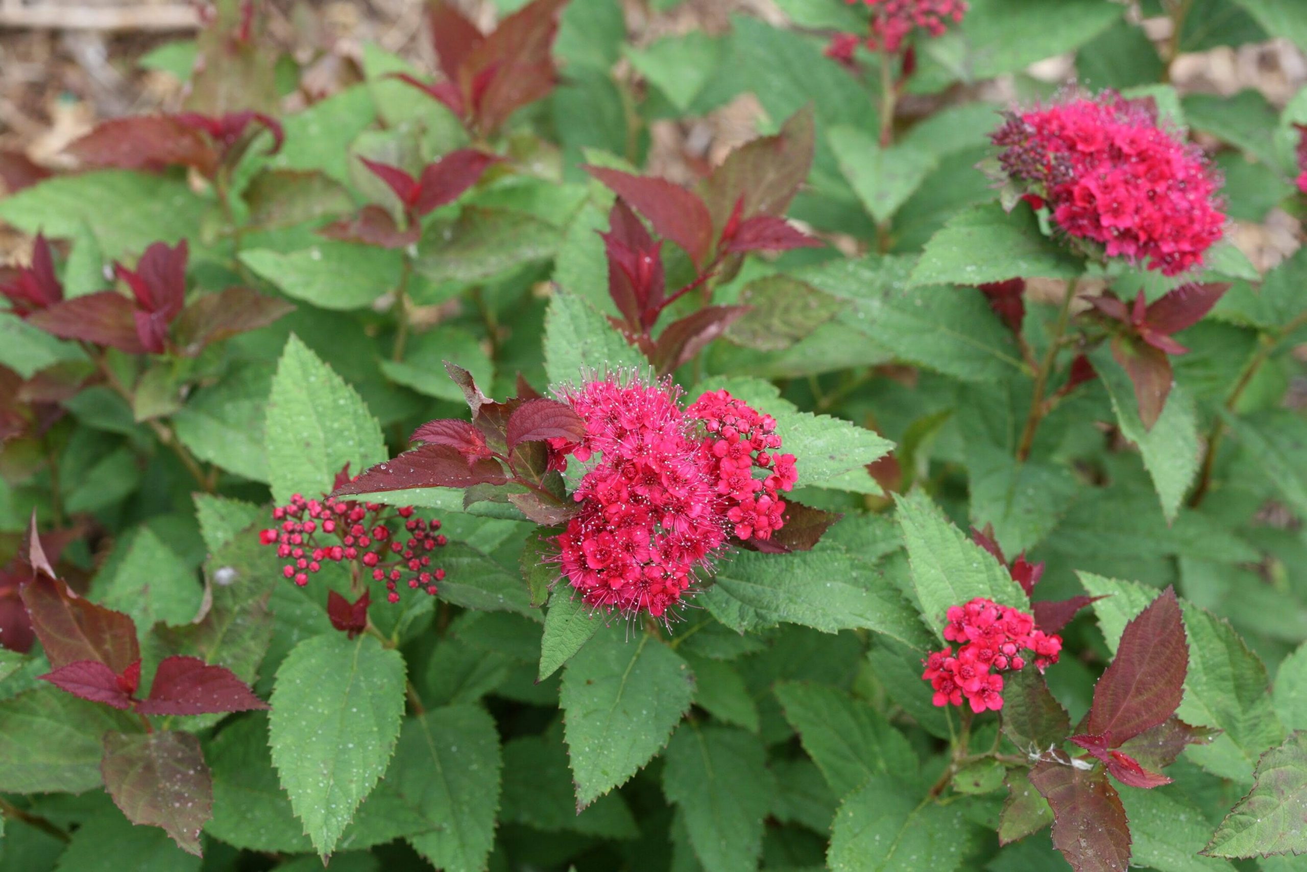 f833c607c7a85520f629cac143a777d65e345cbe5a37c1774559d488027285fa.jpg Proven Winners Double Play Doozie Spiraea qt | SPIPRC1117800 - Image 1