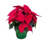 Expert Gardener 1.68qt Red Poinsettia Indirect Sunlight Live Plants