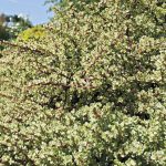Lowe's Variegated Elephant Bush | Nursery
